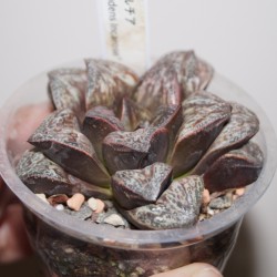 Haworthia splendens Incarose