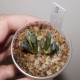 Haworthia truncata Illumination variegata
