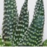 Haworthia opalina