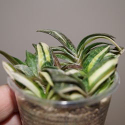 Gasteria gracilis variegata yellow - детка