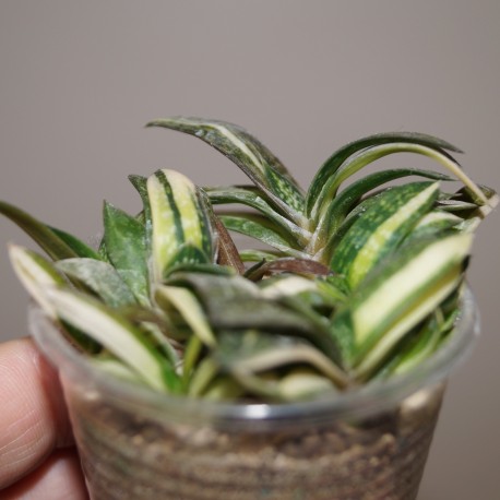 Gasteria gracilis variegata yellow