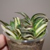Gasteria gracilis variegata yellow - детка
