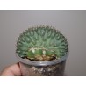 Гимнокалициум Gymnocalycium gibbosum cristata / Галерея
