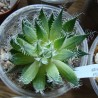 Хавортия Haworthia arachnoidea