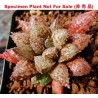 Хавортия Haworthia Superb / Галерея