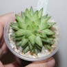 Haworthia reticulata