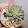 Haworthia Superb