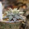 Haworthia Superb ex Renny