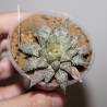 Haworthia Superb - детка