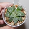 Haworthia picta Tricolor