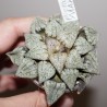 Haworthia picta Maki
