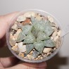 Haworthia picta VG