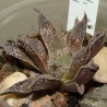 Хавортия Haworthia Korizato