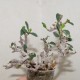 Euphorbia sp aff bulbispina