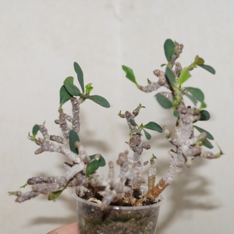 Euphorbia sp aff bulbispina