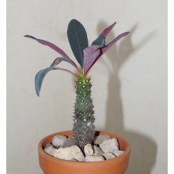 Эуфорбия Euphorbia pachypodioides - Галерея