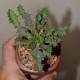 Euphorbia persistens