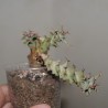 Эуфорбия Euphorbia tortirama /Галерея