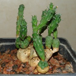 Euphorbia globosa