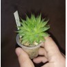Haworthia isabellae