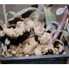 Сенецио Senecio sempervivus