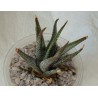 Haworthia radula