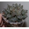 Haworthia Atrofusca Mutant
