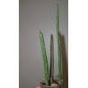 Senecio stapeliiformis