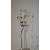 Senecio macroglossus variegata