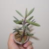 Senecio crassissimus