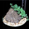 Диоскорея полускрытая Dioscorea hemicrypta