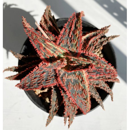 Aloe сортовое Mars hybrid 