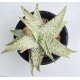 Aloe сортовое Mars hybrid 