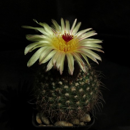 Notocactus concinnus