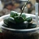 Haworthia bayeri Green Flame