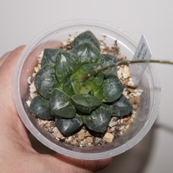 ъ26 Хавортия Haworthia bayeri Green Flame / Галерея