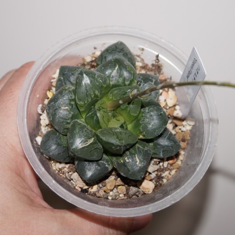 Haworthia bayeri Green Flame
