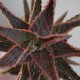 Aloe сортовое DZ - Debra Zimmerman
