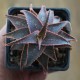 Aloe сортовое Christmas Carol