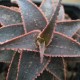 Aloe сортовое Christmas Carol