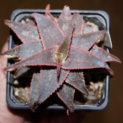 Aloe сортовое Christmas Carol