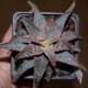 Aloe сортовое Christmas Carol