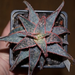 Aloe сортовое Christmas Carol