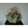 Astrophytum crassispinoides