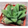 Haworthia Godzilla