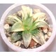 Хавортия Haworthia atrofusca variegata