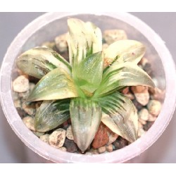 ъ26 Хавортия Haworthia atrofusca variegata