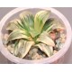 Хавортия Haworthia atrofusca variegata