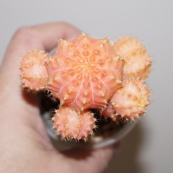 Gymnocalycium mihanovichii variegata Pink