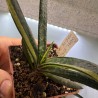 Gasteria verrucosa variegata Индонезия